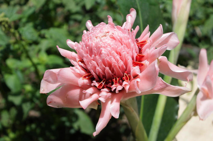 Pink White Etlingera Elatior Flower Seeds for Planting – Heirloom Non-GMO High Germination Organic Garden Seeds