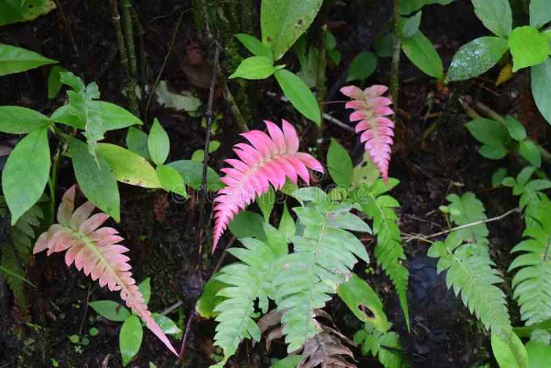 Light Pink Fern Pteridophyta Seeds for Planting – Heirloom, Non-GMO, High Germination