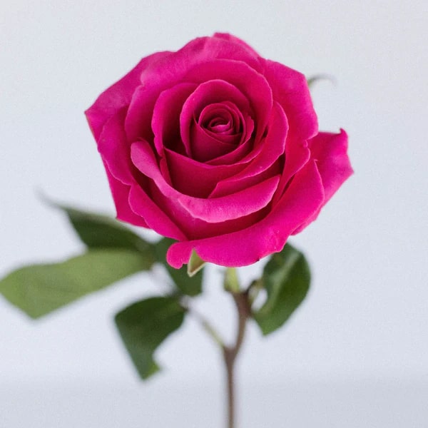 Dark Pink Rose Flower Seeds for Planting – Heirloom, Non-GMO, High Germination Organic Garden Seeds
