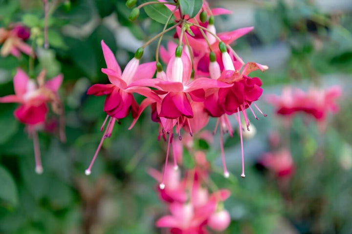 Light Pink Red Double Petals Fuchsia Flower Seeds for Planting – Heirloom Non-GMO High Germination Organic Seeds
