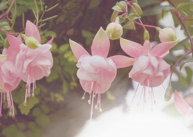 Light Pink Fuchsias Flower Seeds for Planting – Heirloom, Non-GMO, High Germination Organic Garden Seeds