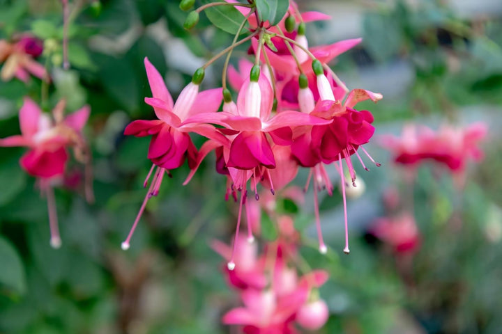 Red Pink Fuchsia Flower Seeds for Planting – Heirloom, Non-GMO, High Germination Organic Garden Seeds