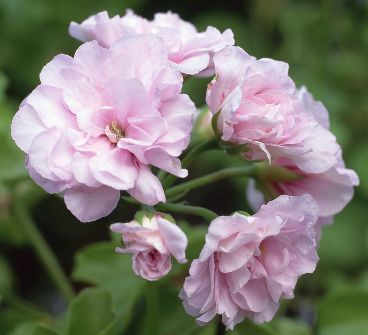 Soft Pink Geranium Flower Seeds for Planting Heirloom Non-GMO High Germination Organic Garden Seeds