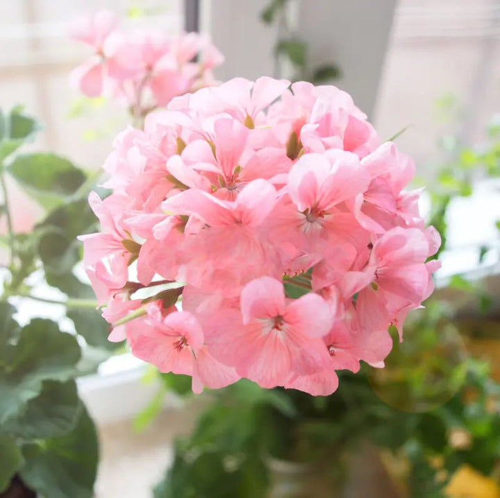 Light Pink Univalve Geranium Flower Seeds for Planting – Heirloom, Non-GMO, High Germination