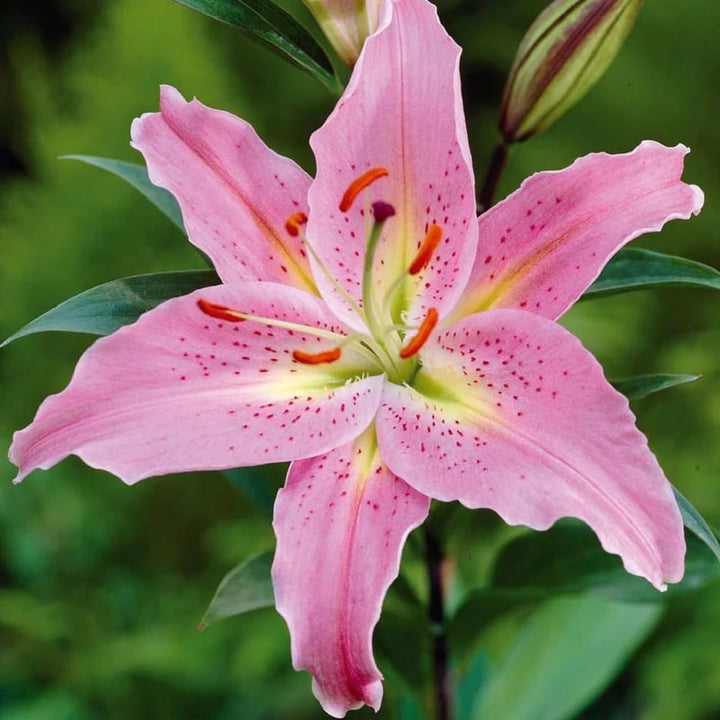Pink Lilium Flower Seeds for Planting – Heirloom, Non-GMO, Cottage Garden Essential, High Germination