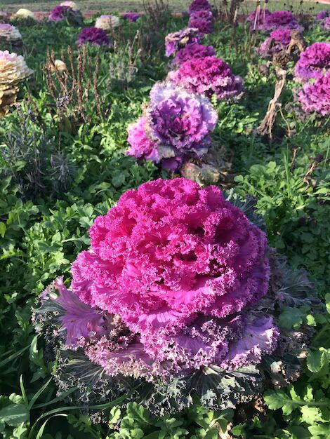 Pink Brassica Flower Seeds for Planting – Heirloom, Non-GMO, High Germination Organic Garden Seeds