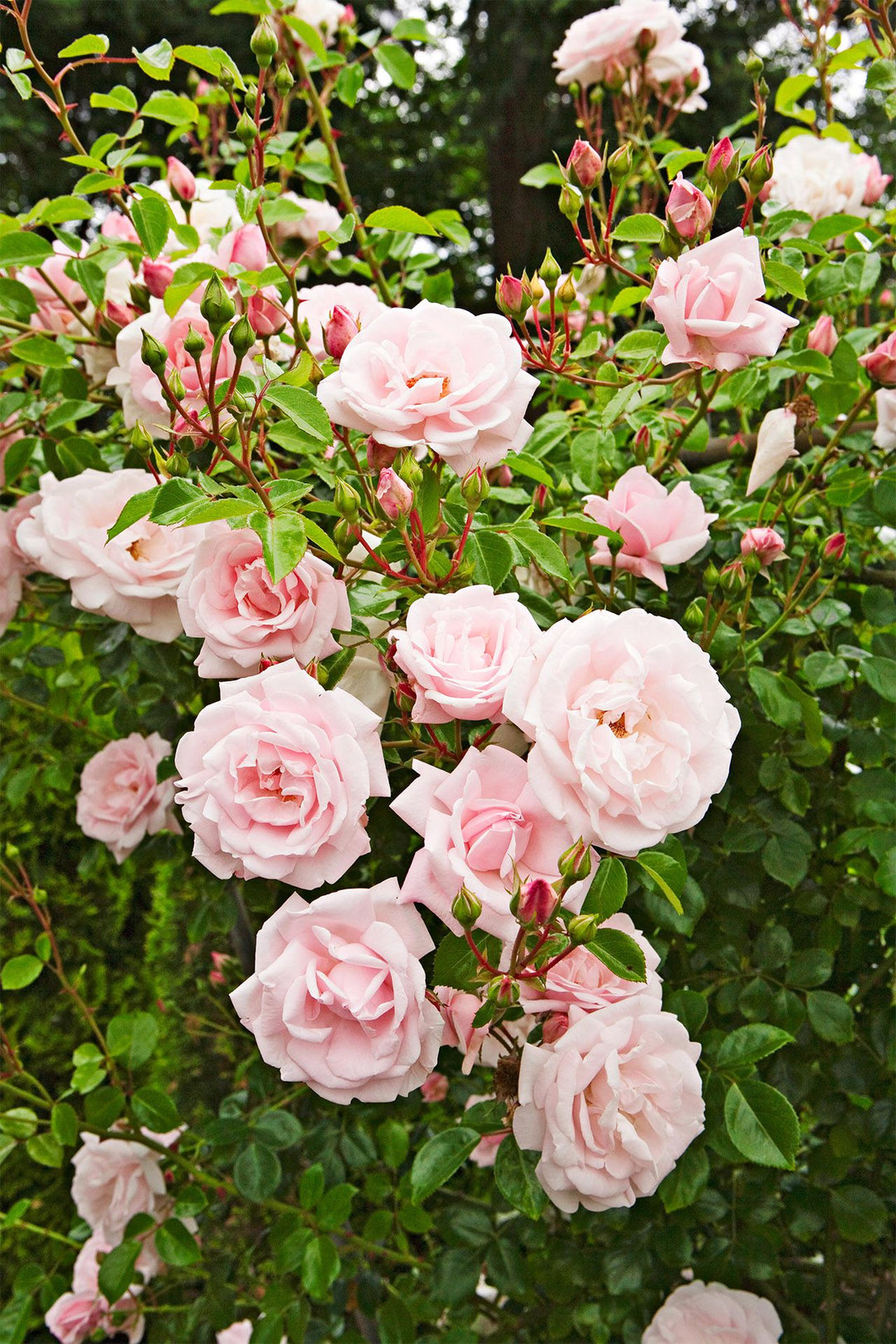 Red Light Pink Climbing Rose Flower Seeds for Planting – Heirloom, Non-GMO, High Germination Organic Garden Seeds