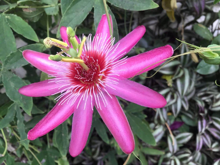 Pink Passion Flower Seeds for Planting – Heirloom, Non-GMO, High Germination, Cut Flower Favorite