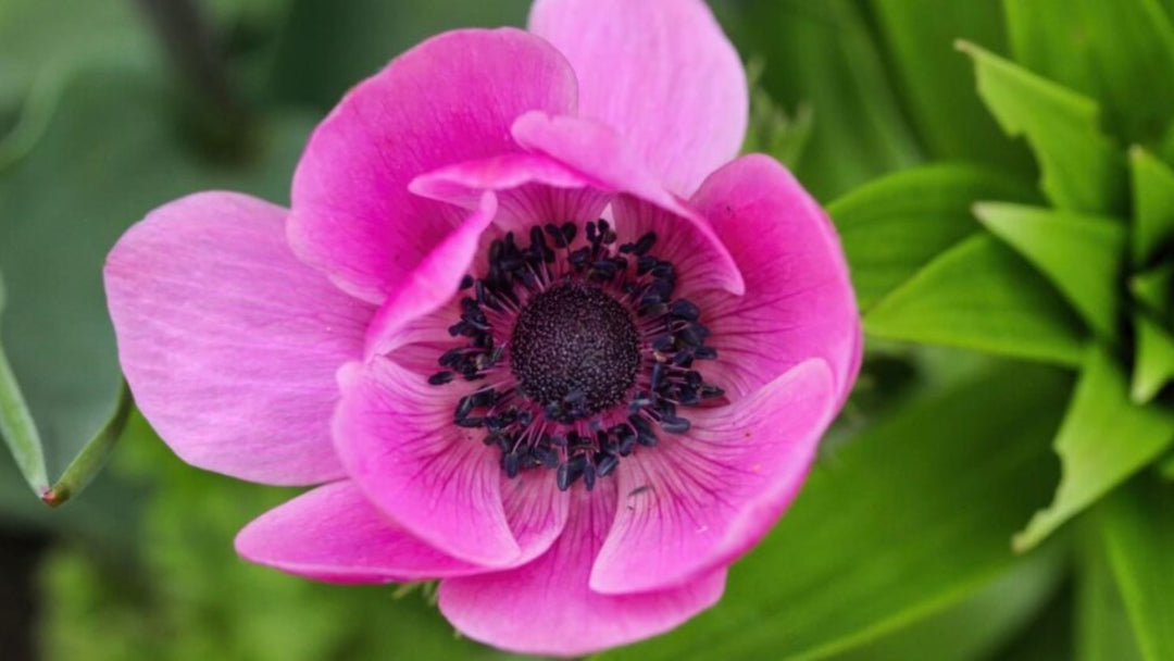 Pink Perennial Flower Seeds for Planting – Seasonal Bloomer, Heirloom, Non-GMO, High Germination Organic Garden Seeds