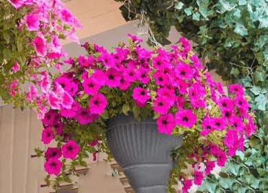 Brick Pink Hanging Petunia Flower Seeds for Planting – Heirloom, Non-GMO, Easy to Grow Garden Blooms