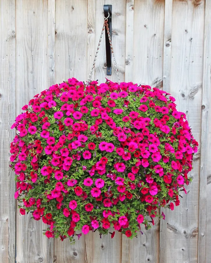 Pink Hanging Petunia Flower Seeds for Planting – Heirloom, Non-GMO, High Germination Organic Garden Seeds, Easy to Grow Bright Blooms