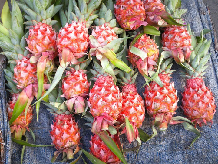 Pink Pineapple Fruit Seeds for Planting – Heirloom, Non-GMO Sweet Vibrant Tropical Garden Seeds