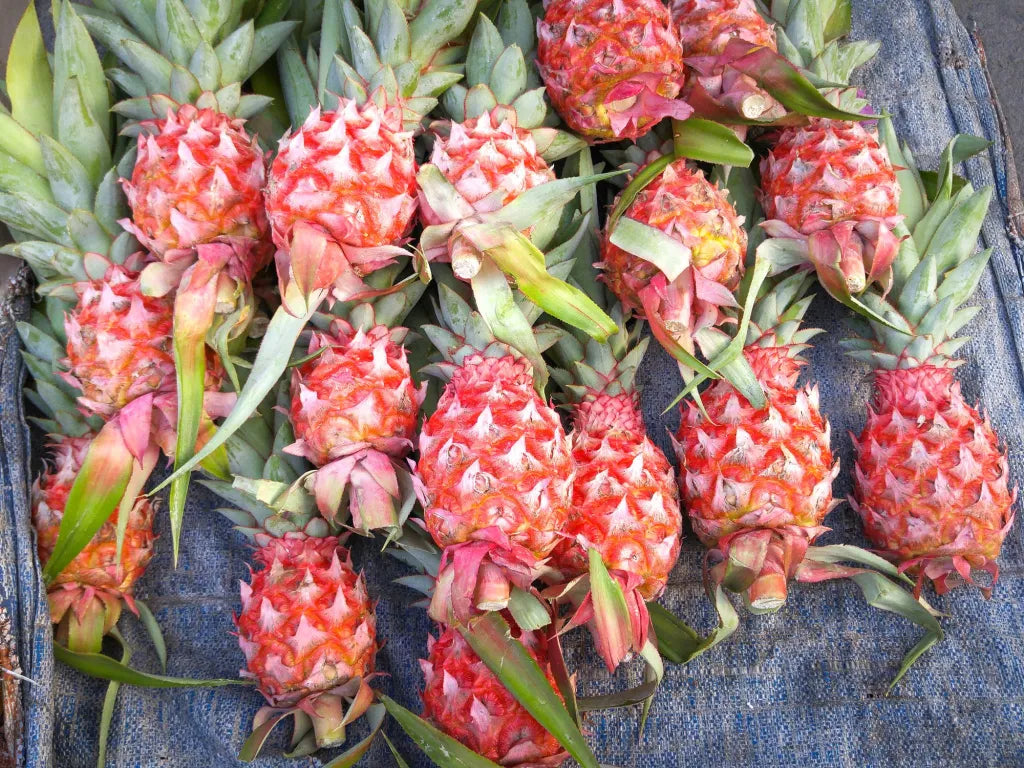 Pink Pineapple Fruit Seeds for Planting – Heirloom, Non-GMO Sweet Vibrant Tropical Garden Seeds