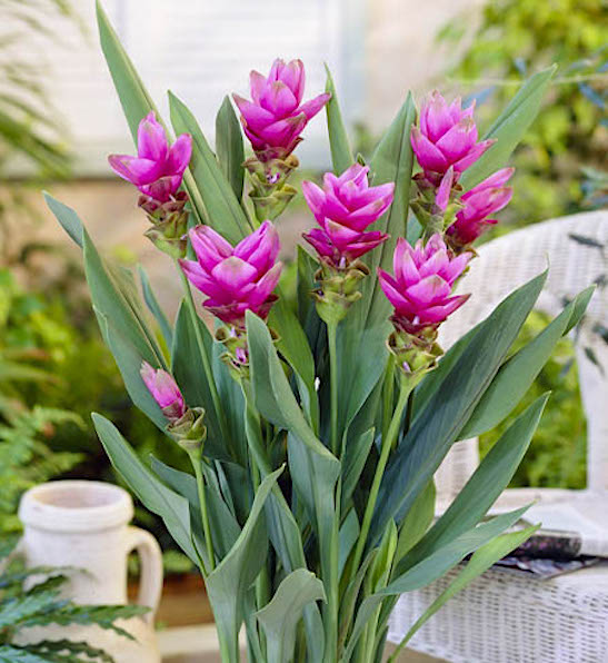 Siam Tulip Flower Seeds for Planting – Heirloom Non-GMO, High Germination Organic Garden Seeds