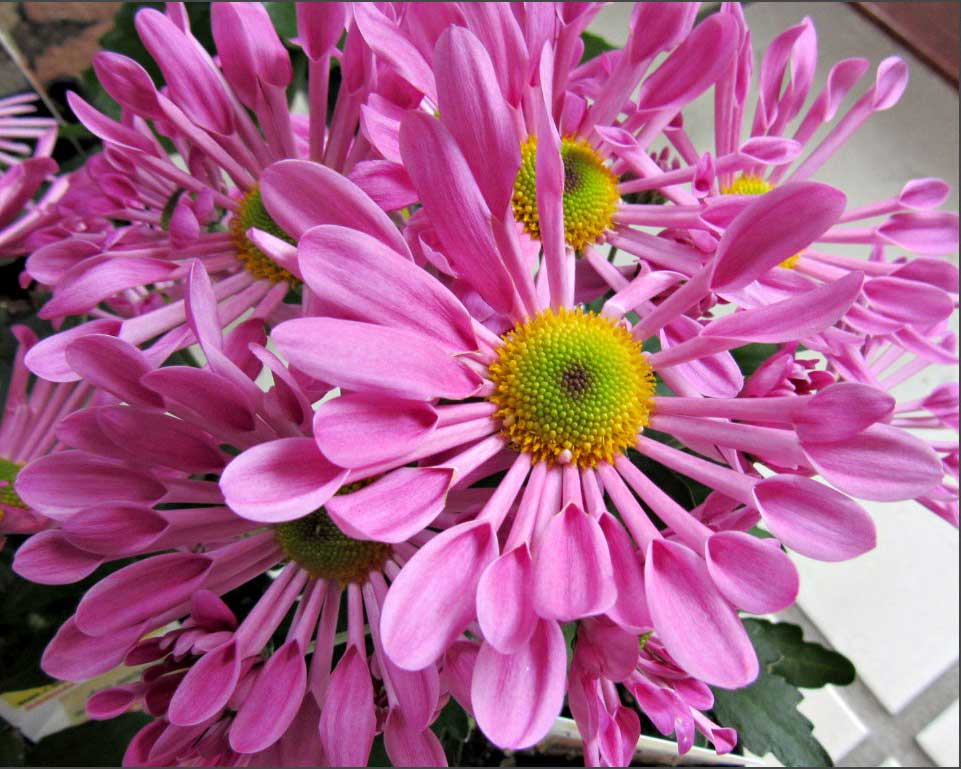 Pink Spoon Mum Flower Seeds for Planting – Heirloom Non-GMO, High Germination Organic Garden Seeds