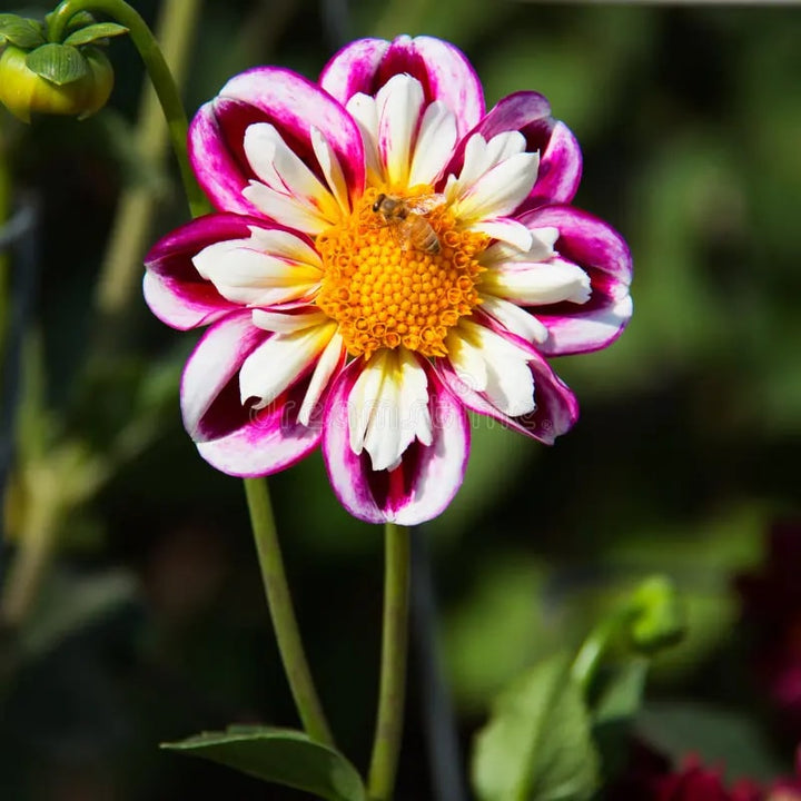 Pink White Aster Flower Seeds for Planting – Heirloom, Non-GMO, High Germination Organic Garden Seeds