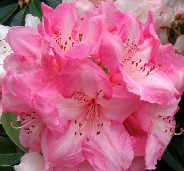 Pale Pink Rhododendron Flower Seeds for Planting – Heirloom Non-GMO High Germination