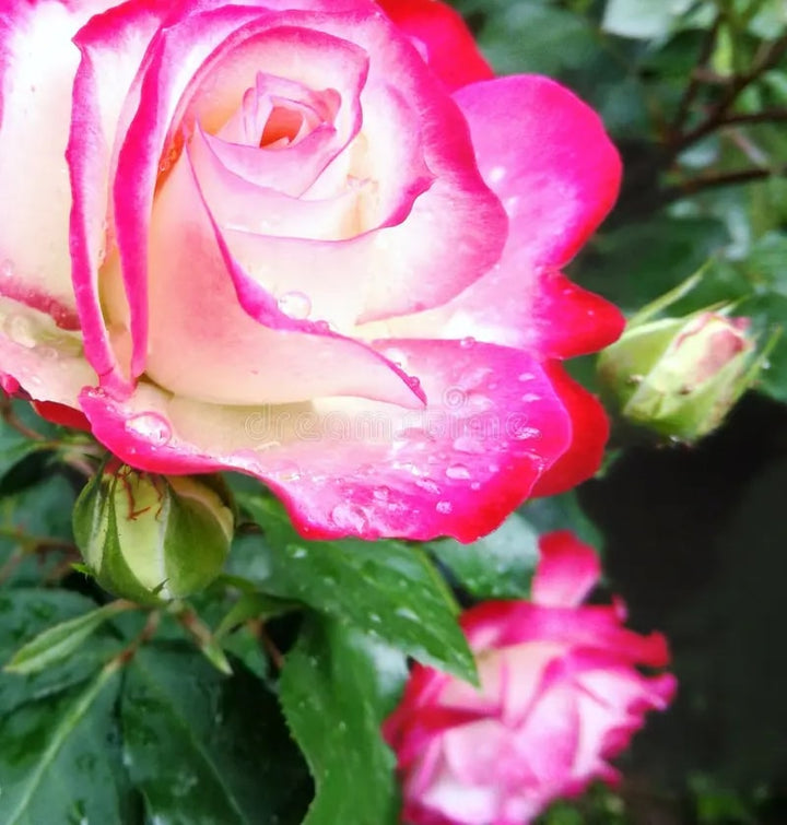Pink White Rose Flower seeds for Planting – Premium Quality Heirloom & Non-GMO Seeds for Home Garden
