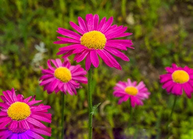 Pink Yellow Leucanthemum Flower Seeds for Planting – Heirloom Non-GMO, High Germination Organic Garden Seeds