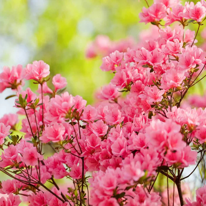 Flower Seeds, Seeds,Seeds For Planting,Plant Seeds