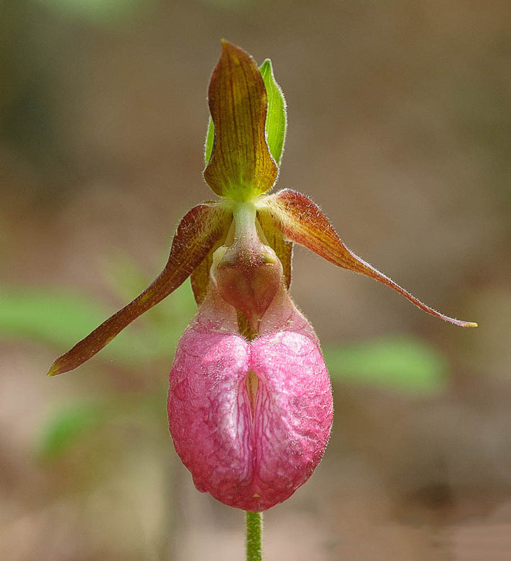 Pink Lady's Slipper Orchid Flower Seeds for Planting - Perfect for Borders, Heirloom & GMO Free Seeds for Home Garden