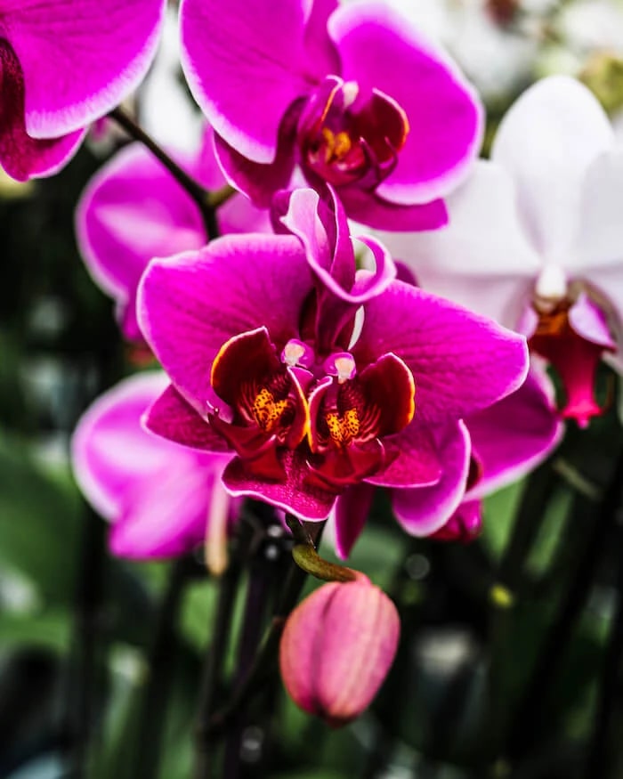 Phalaenopsis Flower Seeds for Planting – Heirloom, Non-GMO, High Germination Seeds