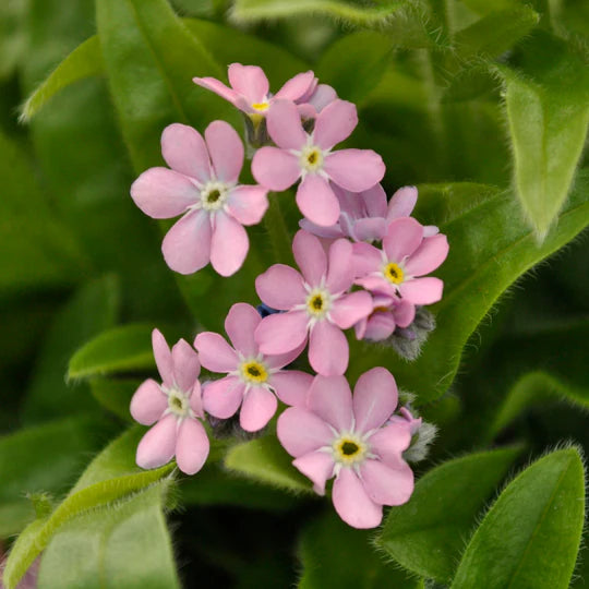 Pink Myosotis Sylvatica Flower Seeds for Planting – Heirloom, Non-GMO, High Germination Garden Seeds