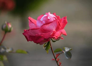Pink Red Rose Flower Seeds for Planting – Heirloom Non-GMO High Germination Organic Garden Seeds
