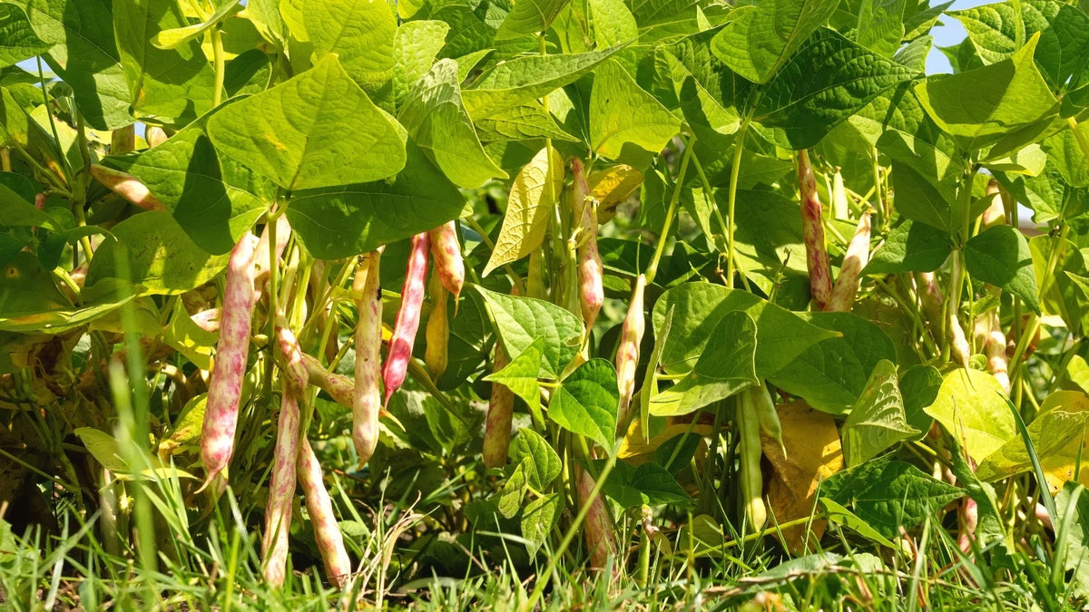 Pink White Pinto Bean Seeds – Heirloom Non‑GMO Nutritious Vegetable Seeds for Planting, Organic Garden Seeds