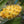 Yellow Pitaya Fruit seeds – Heirloom, Non-GMO seeds for Planting in Bright Tropical Gardens
