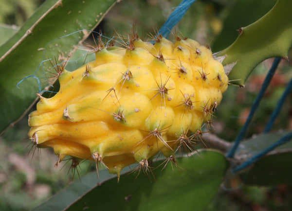 Yellow Pitaya Fruit seeds – Heirloom, Non-GMO seeds for Planting in Bright Tropical Gardens