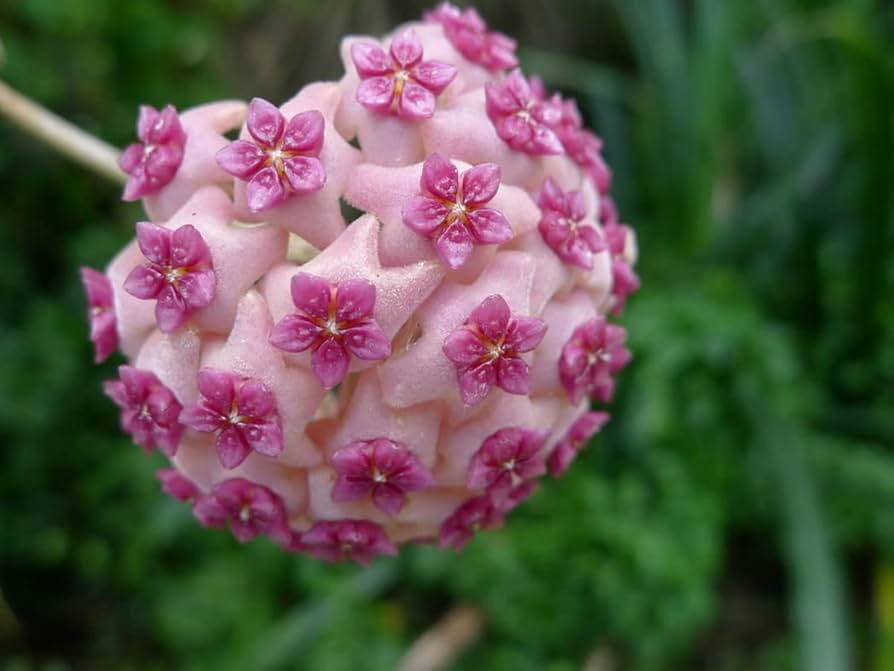 White Light Pink Hoya Flower Seeds for Planting - Heirloom, Non-GMO, High Germination Organic Garden Seeds