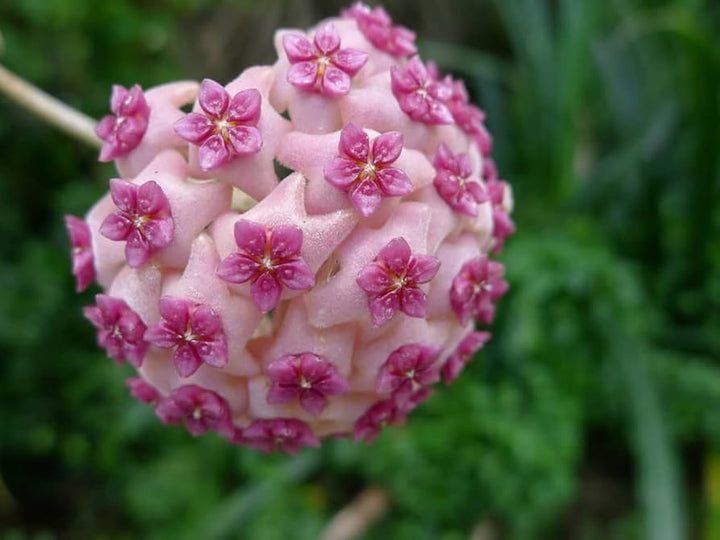 White Light Pink Hoya Flower Seeds for Planting - Heirloom, Non-GMO, High Germination Organic Garden Seeds