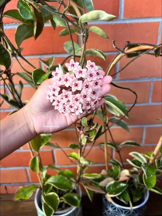 White Light Pink Hoya Flower Seeds for Planting - Heirloom, Non-GMO, High Germination Organic Garden Seeds
