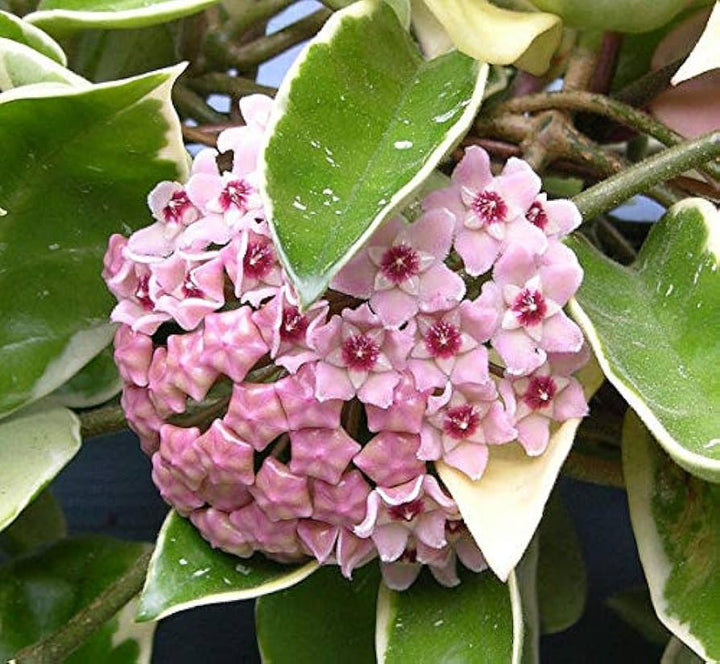 White Light Pink Hoya Flower Seeds for Planting - Heirloom, Non-GMO, High Germination Organic Garden Seeds