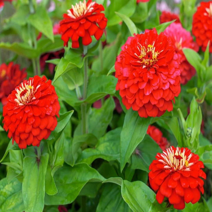 Flower Seeds, Seeds,Seeds For Planting,Plant Seeds
