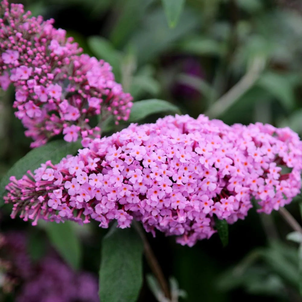 Pink Buddleia Flower Seeds for Planting - Heirloom, Non-GMO, Shade Tolerant, High Germination Seeds for Home Garden