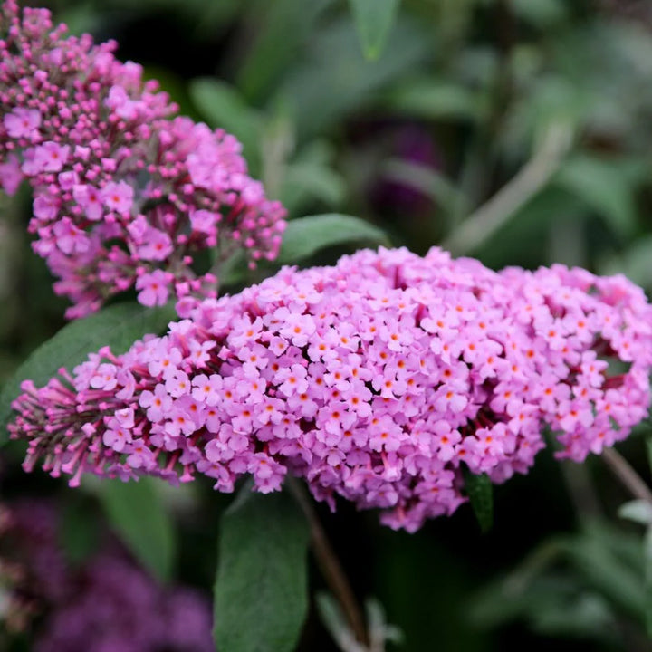 Pink Buddleia Flower Seeds for Planting - Heirloom, Non-GMO, Shade Tolerant, High Germination Seeds for Home Garden