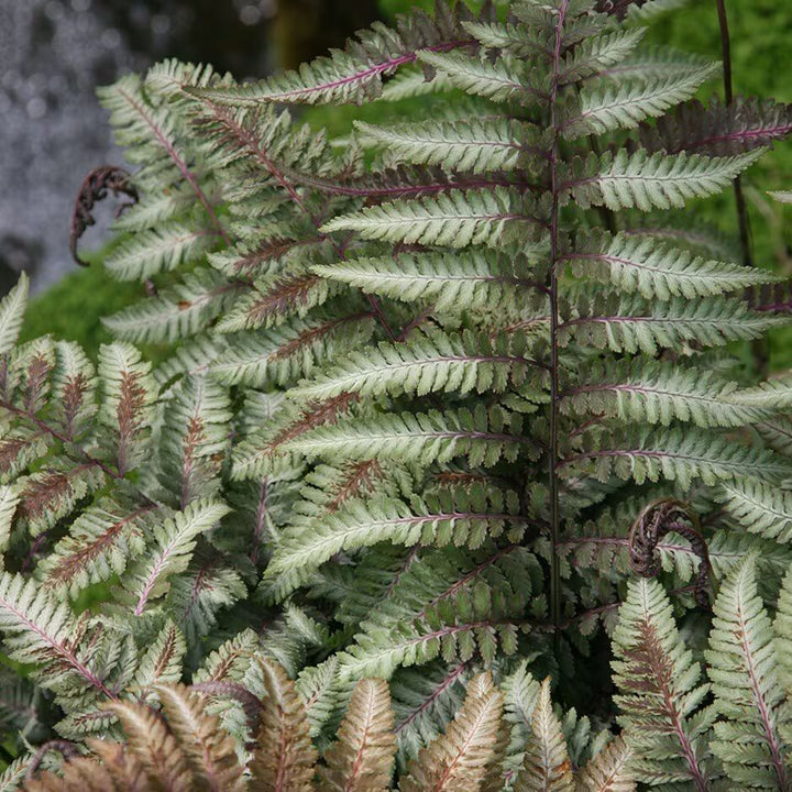 Green White Fern Seeds for Planting – Heirloom, Non-GMO, Hardy High Germination Variety