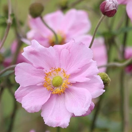 Light Pale Pink Perennial Flower Seeds for Planting – Heirloom, Non-GMO, High Germination Garden Seeds