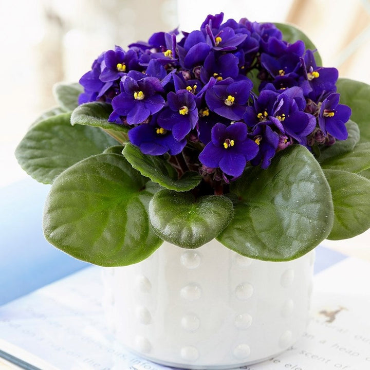 Dark Blue Saintpaulia Flower Seeds for Planting – Heirloom, Non-GMO, High Germination Organic Garden Seeds