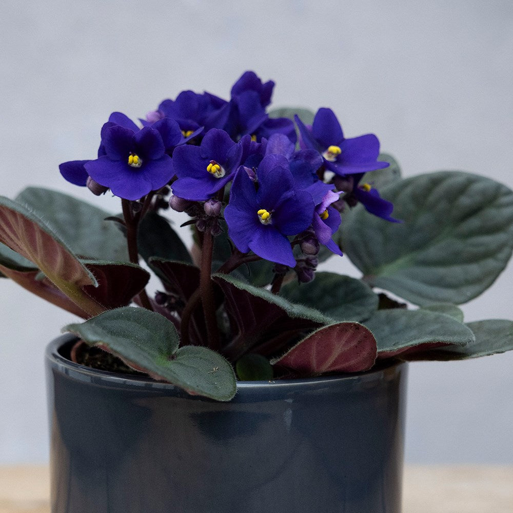 Blue Mini Violet Rare Flower Seeds for Planting – Heirloom, Non-GMO, Sun-Loving Garden Seeds