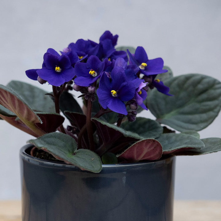 Blue Mini Violet Rare Flower Seeds for Planting – Heirloom, Non-GMO, Sun-Loving Garden Seeds