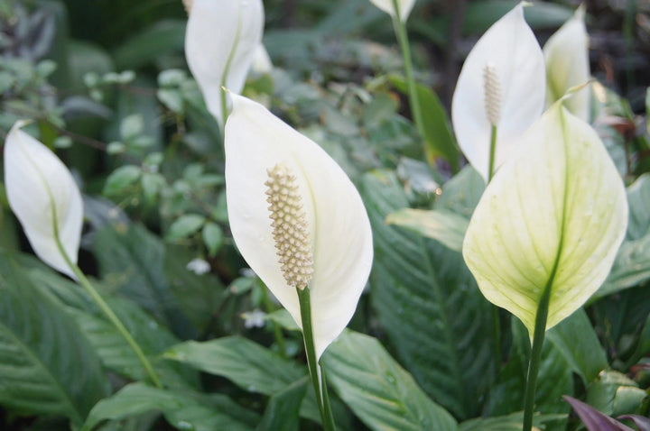 Peace Lily Flower Seeds for Planting – Heirloom Non-GMO Seeds for Home Garden, High Germination
