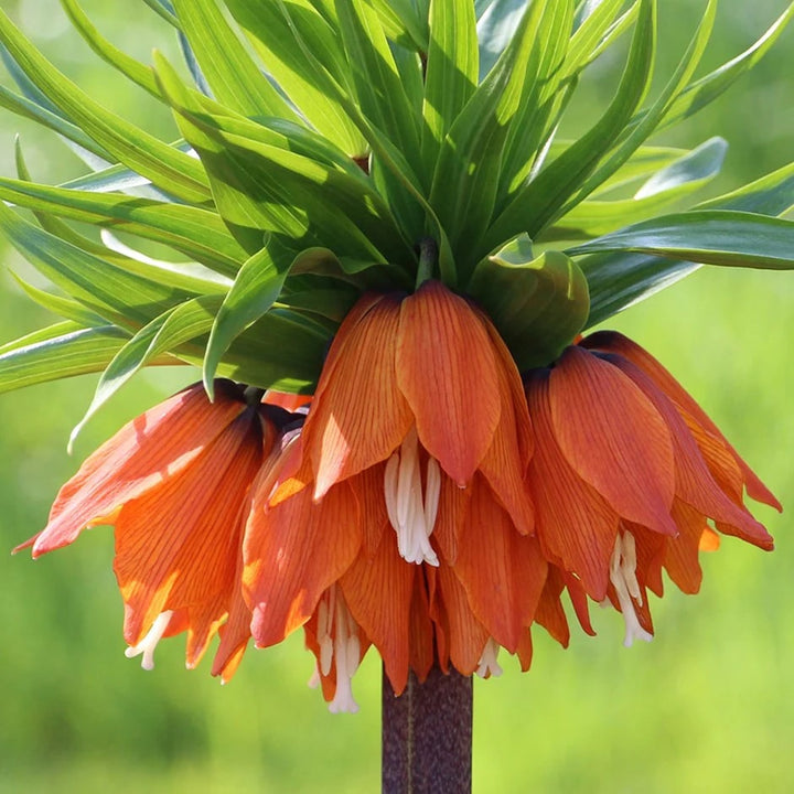 Crown Imperial Flower Seeds for Planting – Heirloom, Non-GMO, High Germination Organic Garden Seeds