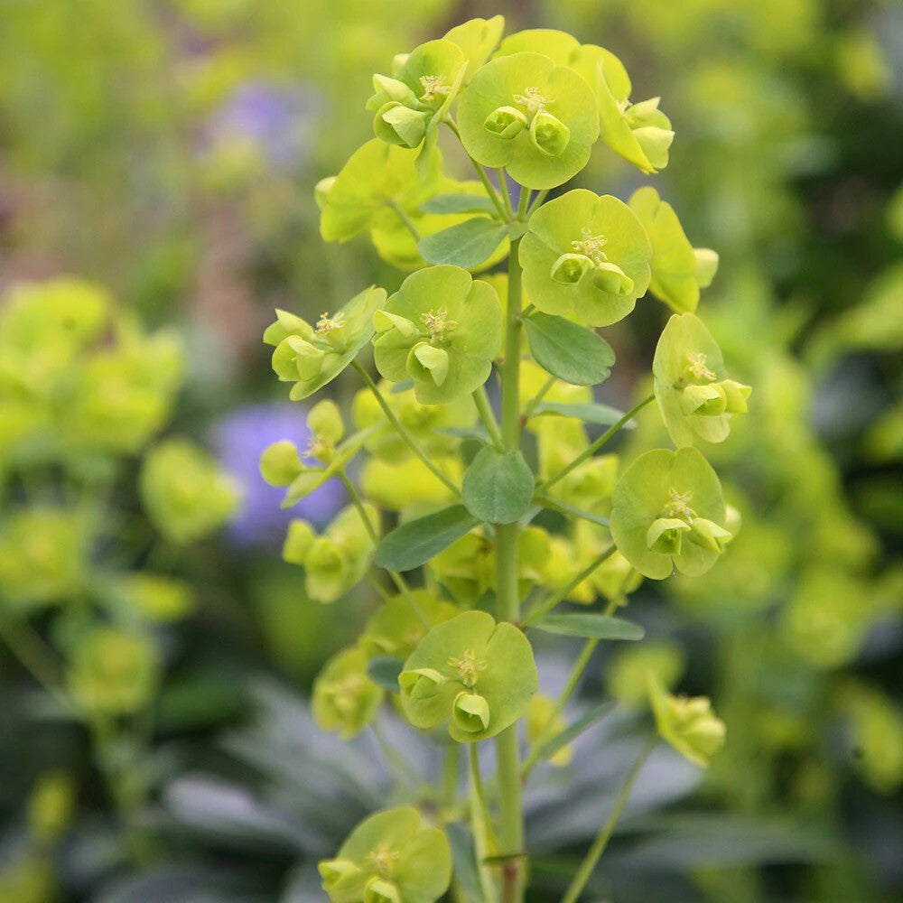 Euphorbia Amygdaloides Flower Seeds for Planting – Heirloom Non-GMO, High Germination Organic Garden Seeds