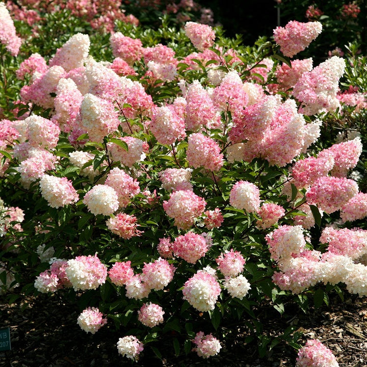 Flower Seeds, Seeds,Seeds For Planting,Plant Seeds
