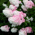 Pink Vanilla Fraise Flower Seeds for Planting – Heirloom, Non-GMO, High Germination Organic Garden Seeds