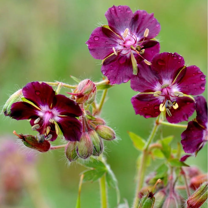 Violet Brown Geranium Flower Seeds for Planting – Heirloom, Non-GMO, High Germination Organic Garden Seeds