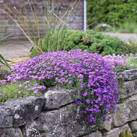 Aubrieta Cascade Flower Seeds for Planting – Heirloom Non-GMO, High Germination Organic Garden Seeds